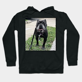 Stella Bulldog Hoodie